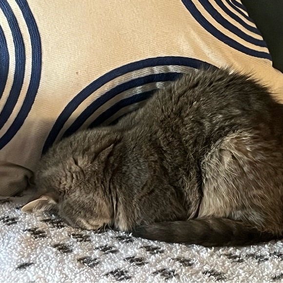 Meet your Posher, Kelly - Picture 5 of 7